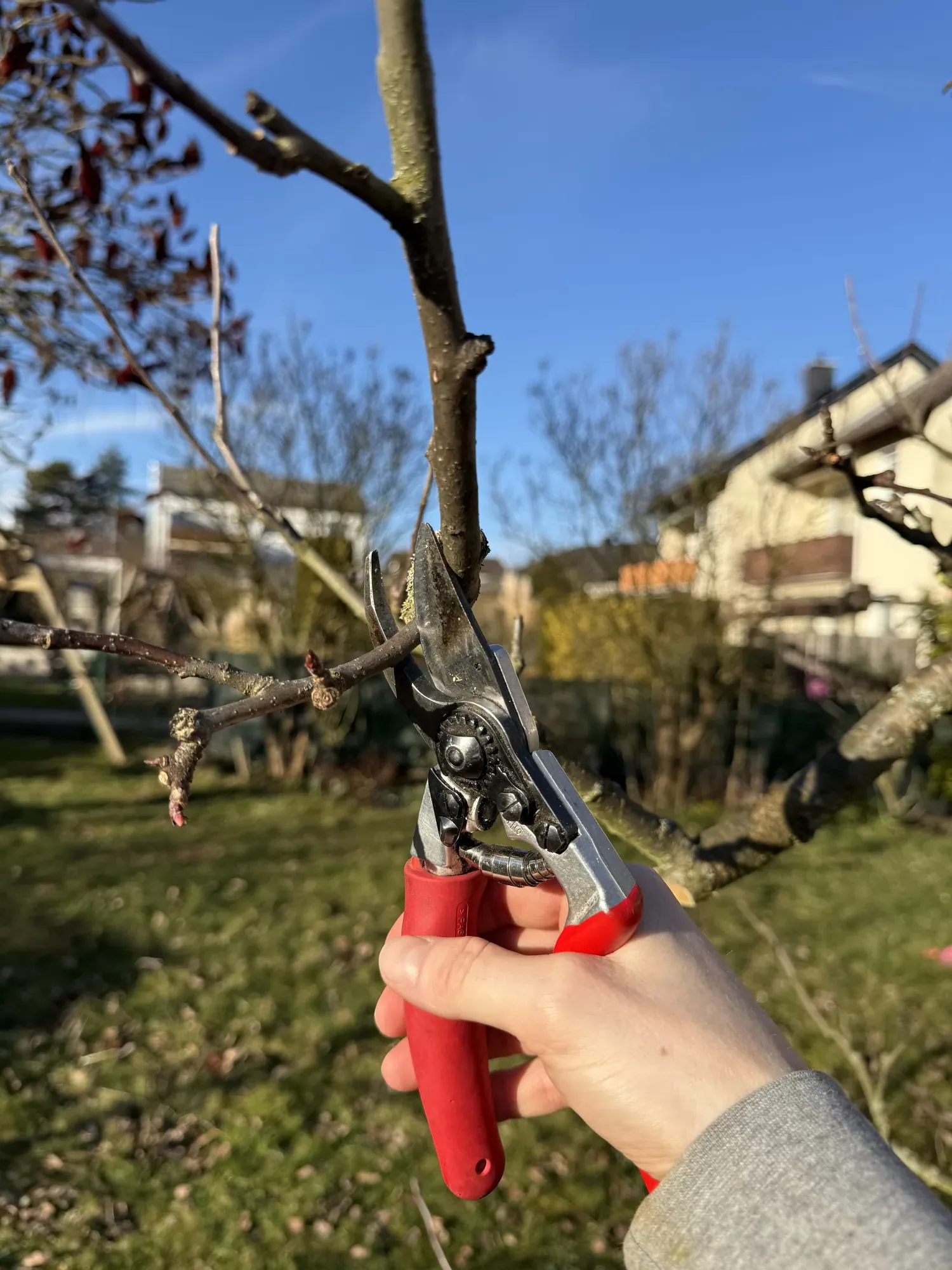 Obstbaumschnitt