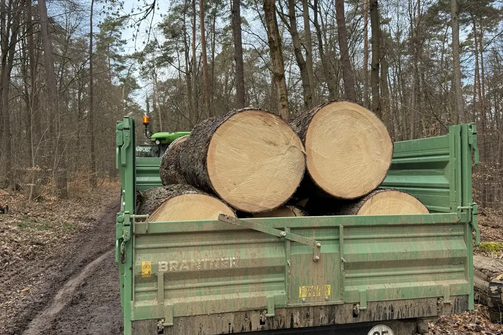 Anhänger beladen mit Stammholz im Wald